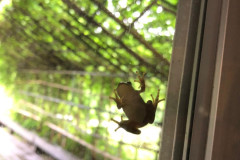 鳥、植物_201107_106