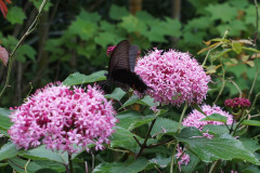 DSC08020