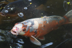 鳥、植物_201107_96